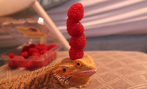 Can Baby Bearded Dragons Eat Strawberries?