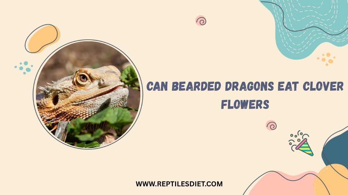 Can Bearded Dragons Eat Clover Flowers