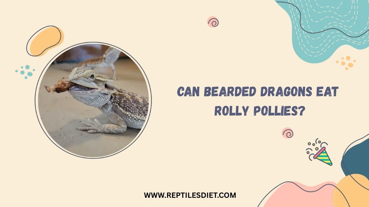 Can Bearded Dragons Eat Rolly Pollies?