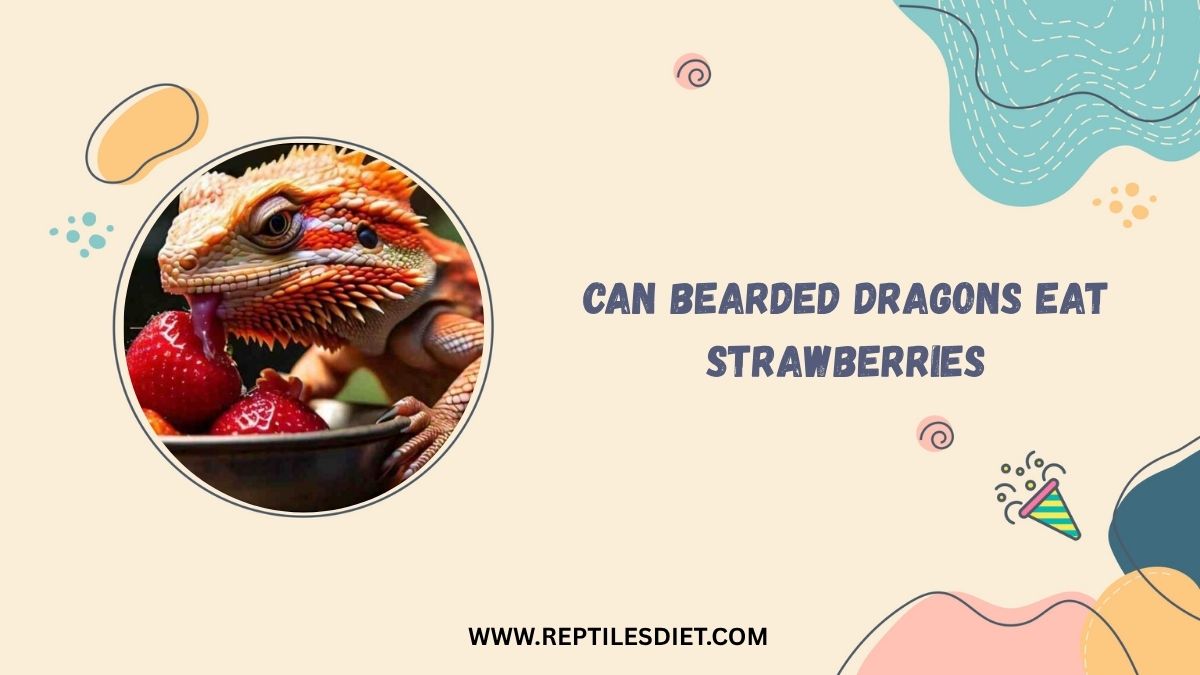 Can Bearded Dragons Eat Strawberries