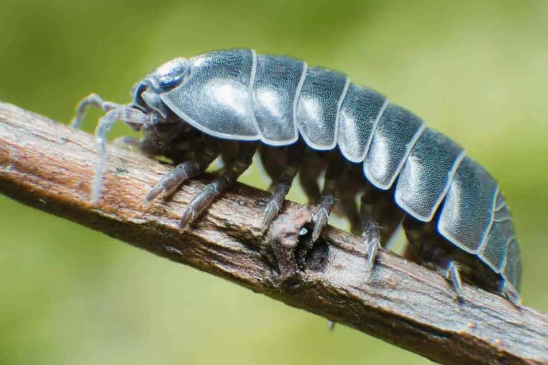 Can Rolly Pollies Lay Eggs?
