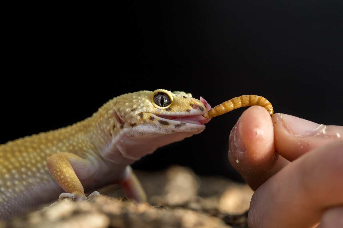 Do Lizards Eat Rolly Pollies?