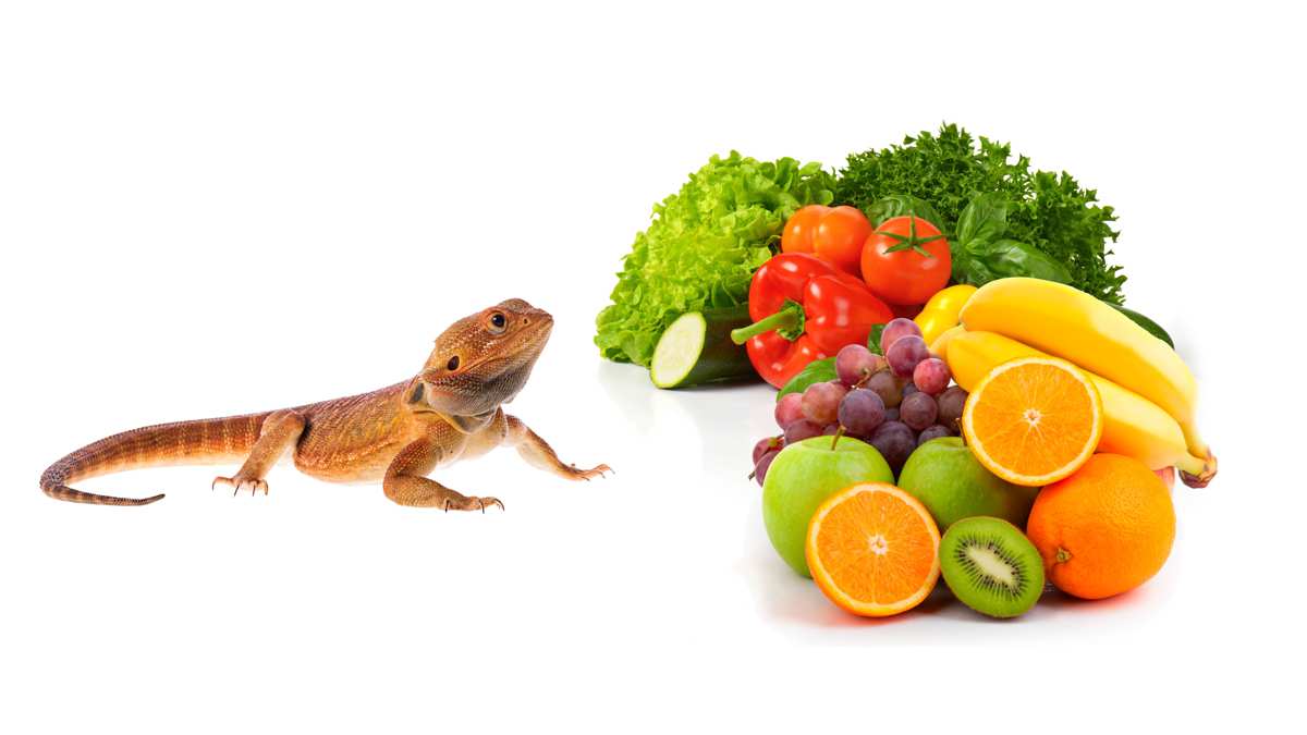 What Specific Fruits Can Bearded Dragons Eat?