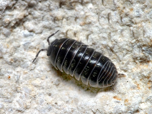 Why Are Rolly Pollies Named Like That?