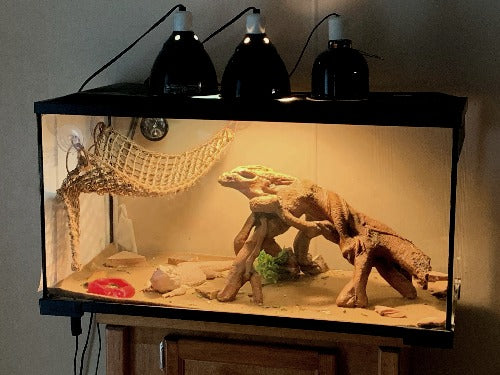 Are Slate Tiles Suitable for All Bearded Dragons?