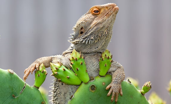 Are Succulents Healthy for Bearded Dragons?