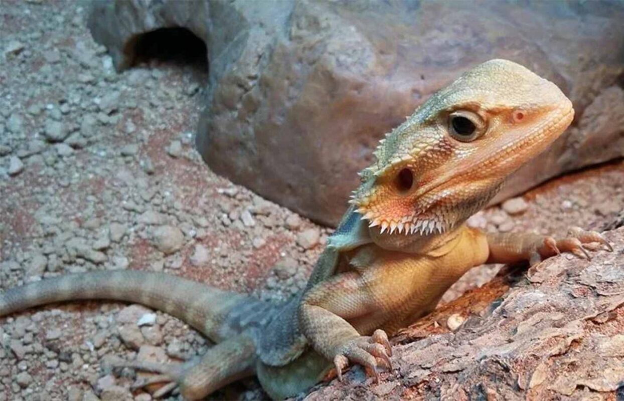 Bearded Dragon Substrate