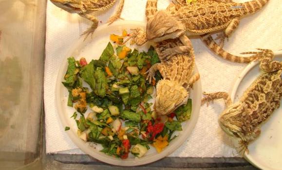 Bearded Dragons Salads
