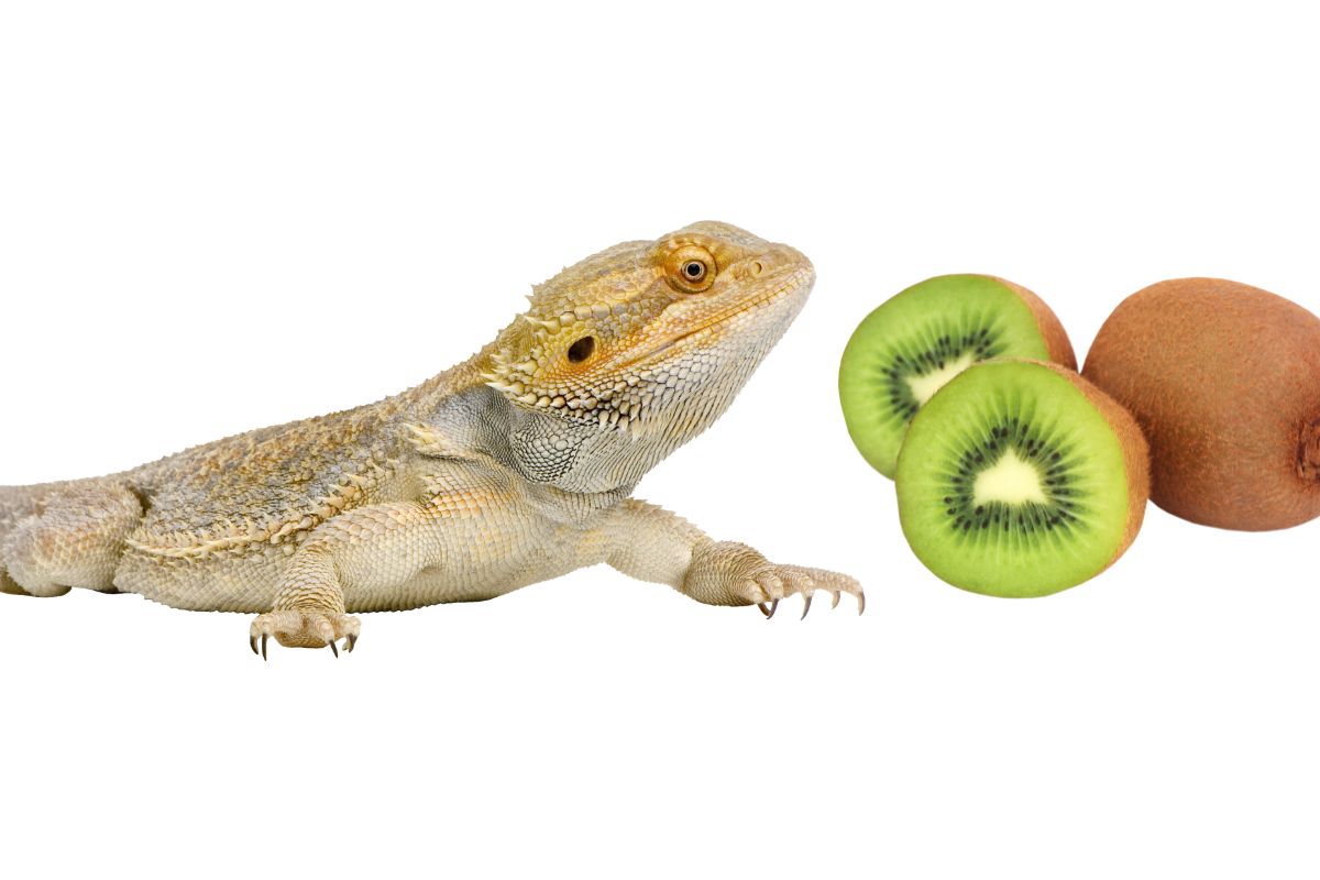 Can Bearded Dragons Eat Kiwi