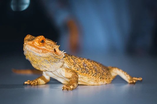 Recommendations for Feeding Pumpkin to Bearded Dragons