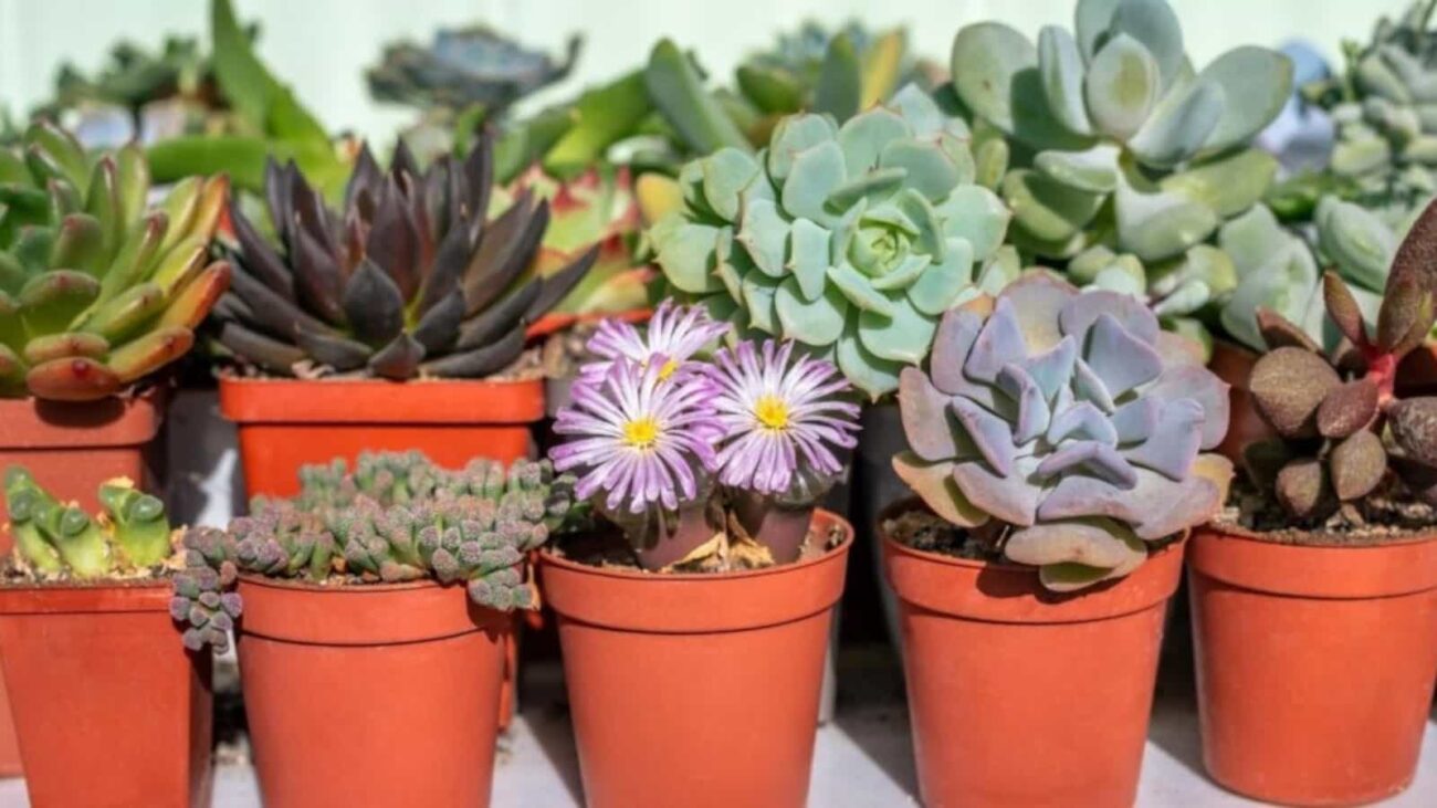 Safe Alternatives to Succulents