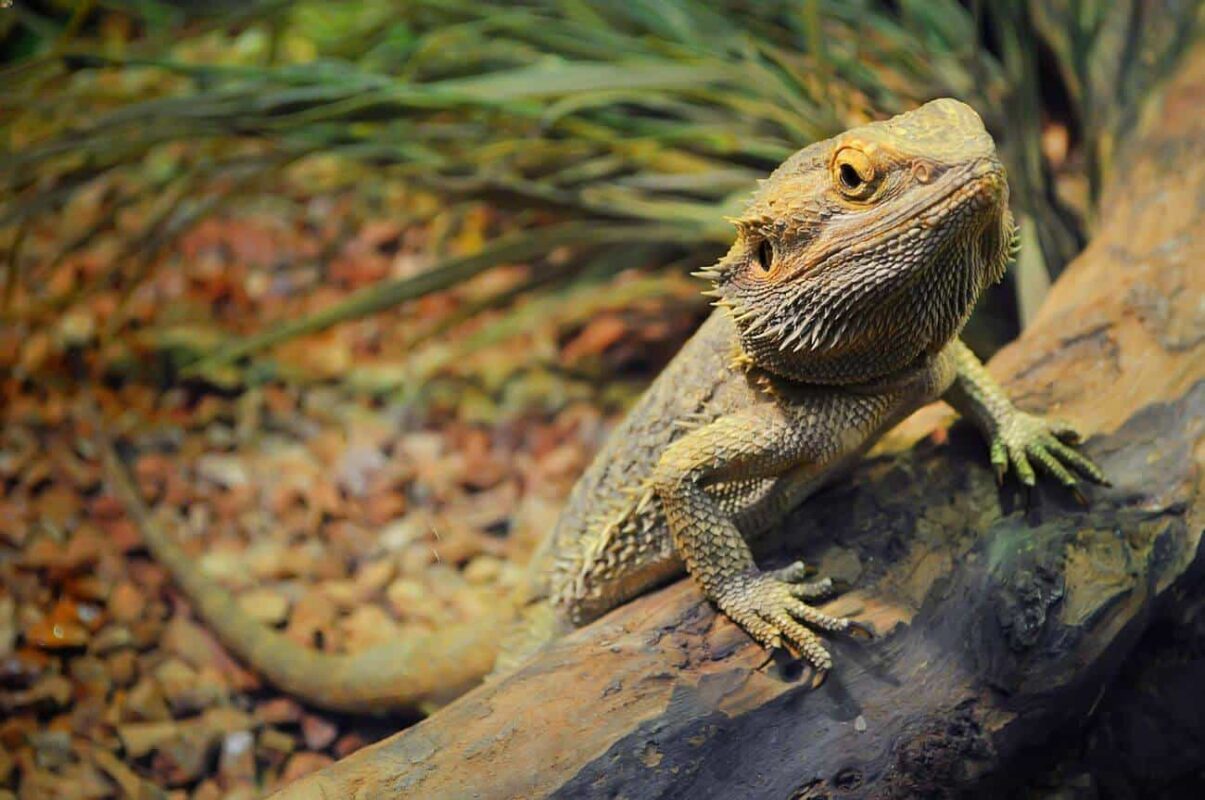 Understanding Bearded Dragon Nutrition