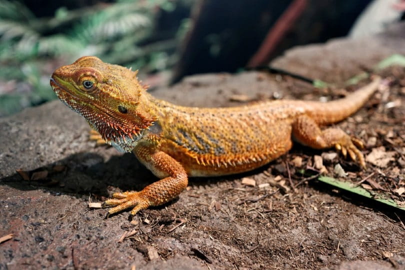 What Else Can Bearded Dragons Eat?