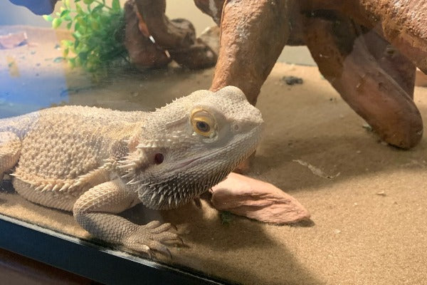 Why Should I Consider Slate Tiles for My Bearded Dragon?