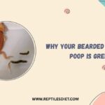 Why Your Bearded Dragon's Poop Is Green