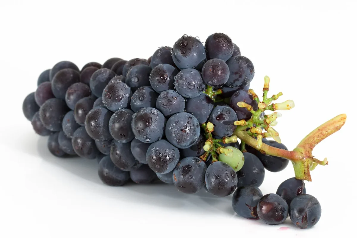 Benefits of Feeding Grapes to Bearded Dragons