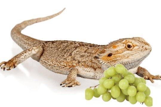 Can Bearded Dragons Eat Grape Jelly?