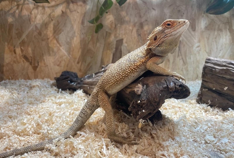 How Long Can A Bearded Dragon Go Without Heat Before