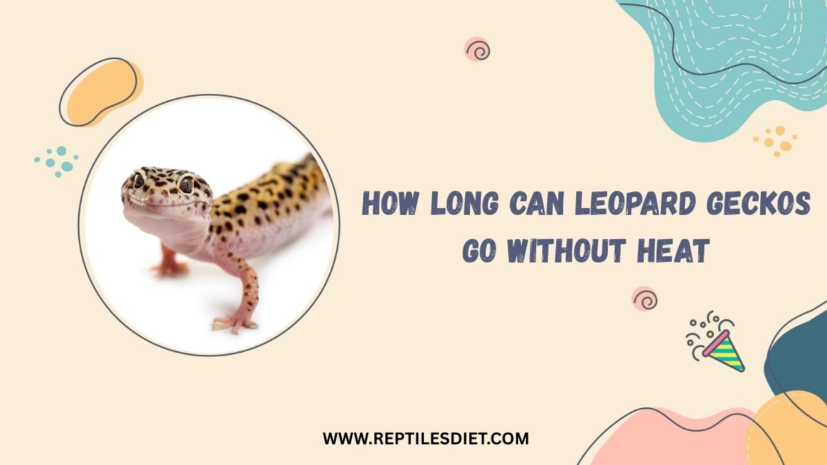 How Long Can Leopard Geckos Go Without Heat