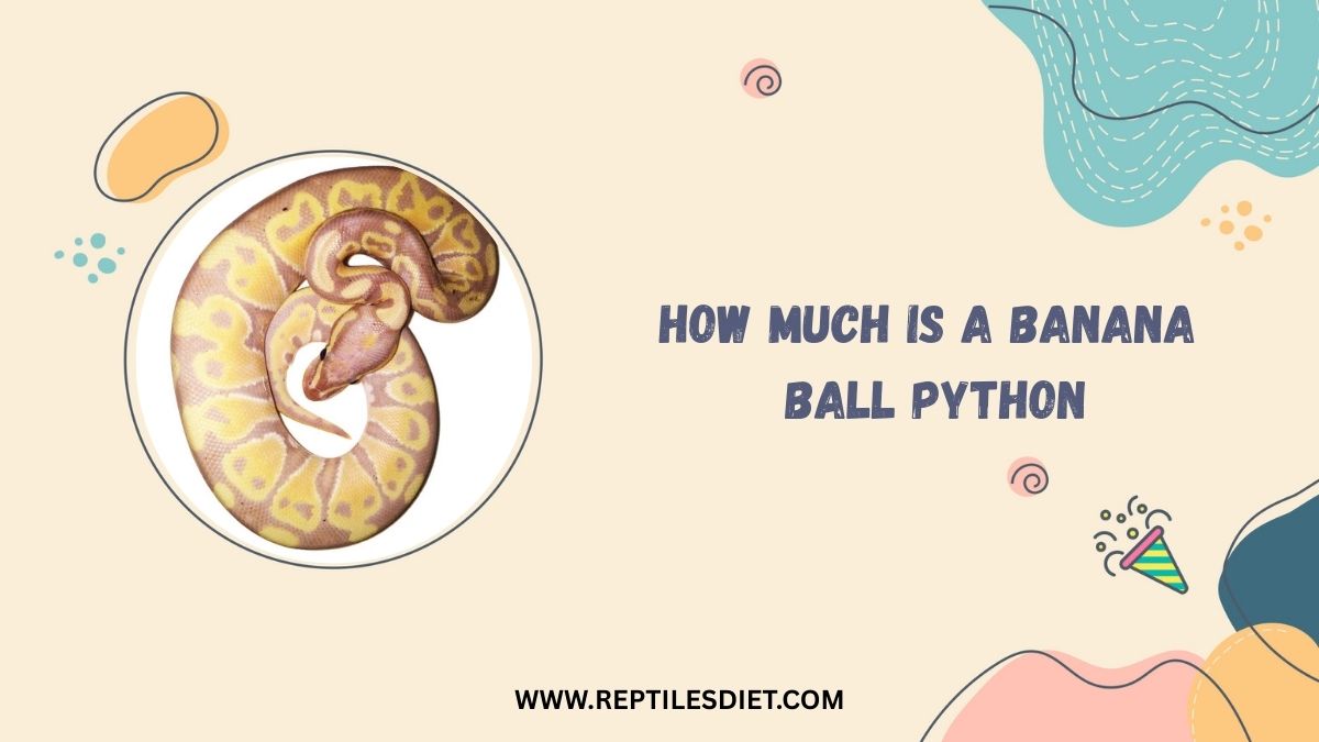 How Much Is A Banana Ball Python​