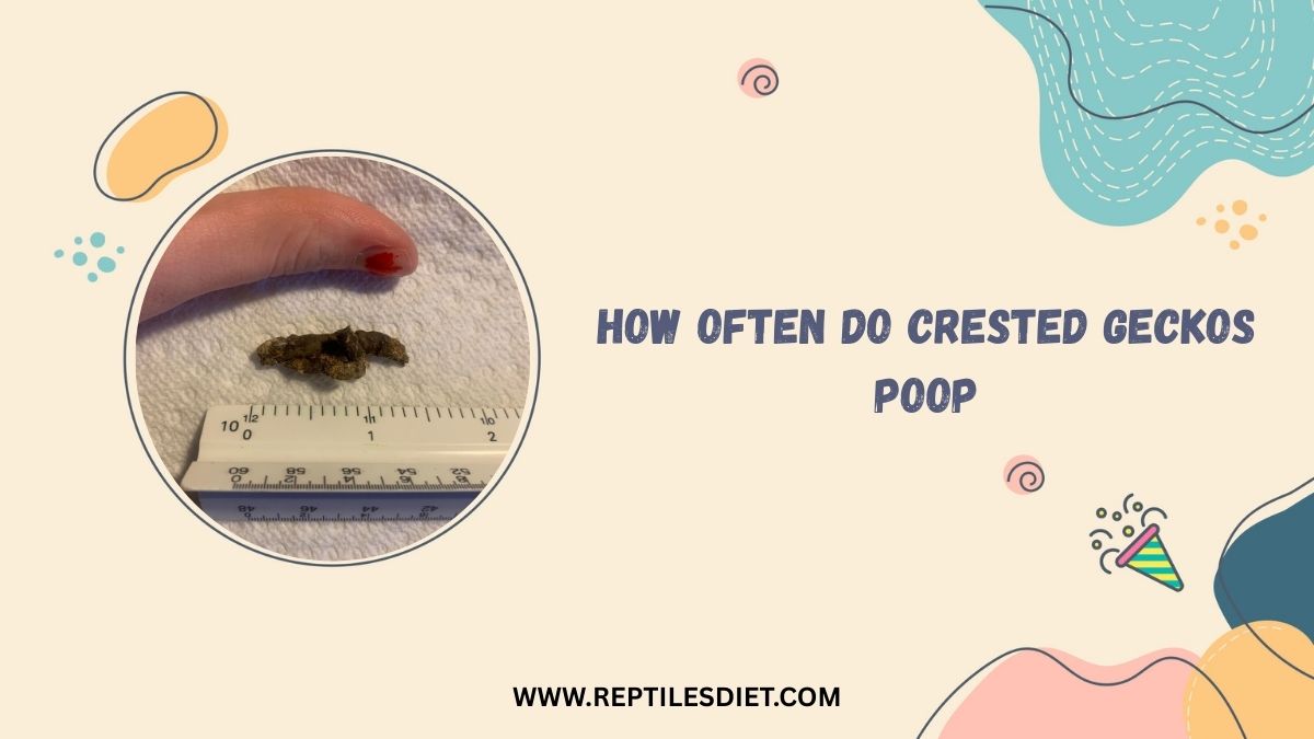 How Often Do Crested Geckos Poop​
