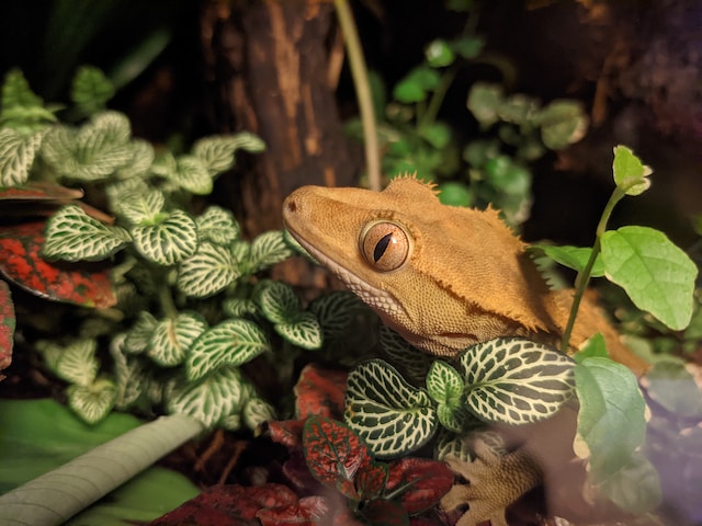 How To Inspect Your Gecko Right Now