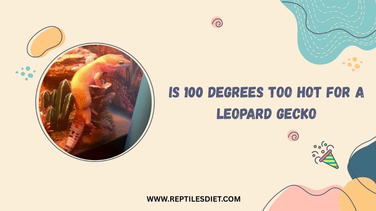 Is 100 Degrees Too Hot For A Leopard Gecko