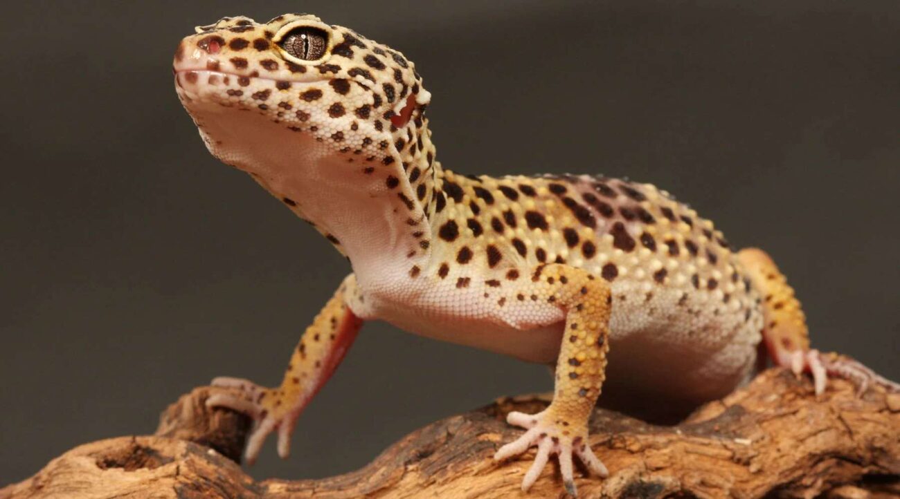 Leopard Gecko Warm Side Of Tank Too Hot