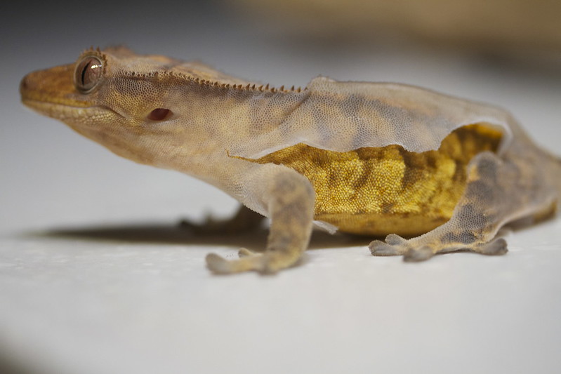 What Does "Pale" Actually Mean For Cresties?