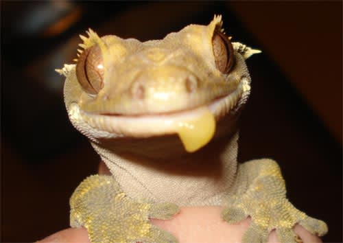 Why Is My Crested Gecko Not Eating