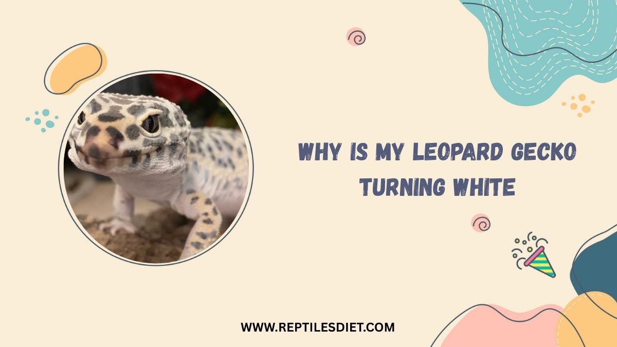 Why Is My Leopard Gecko Turning White