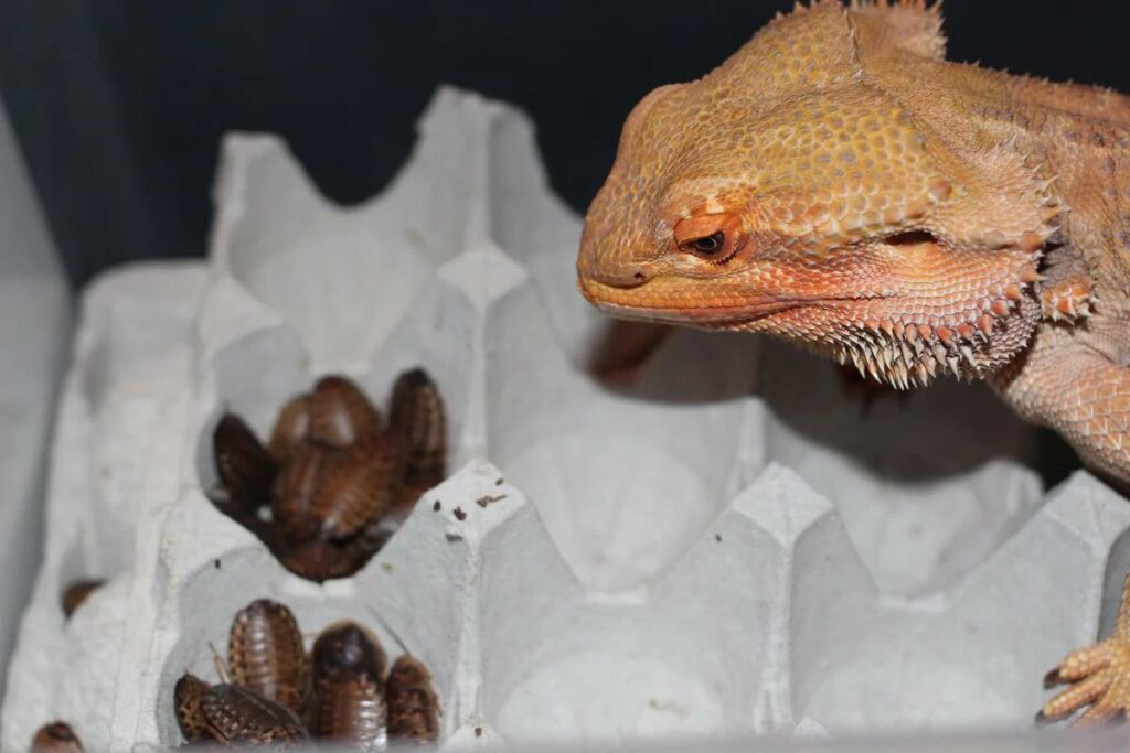 Are Dubia Roaches Good for Bearded Dragons?