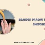 Bearded Dragon Tail Rot Vs Shedding