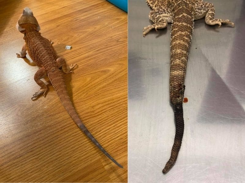 Can Bearded Dragons Die From Tail Rot?