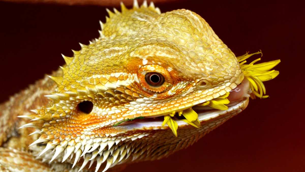 Can Bearded Dragons Eat Honeysuckle Leaves