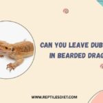 Can You Leave Dubia Roaches In Bearded Dragon Tank