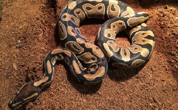 Can You Use Coco Fiber for Ball Pythons?