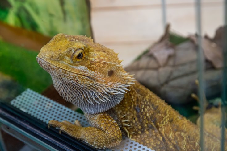How Long Can You Leave Dubia Roaches In Bearded Dragon Tank