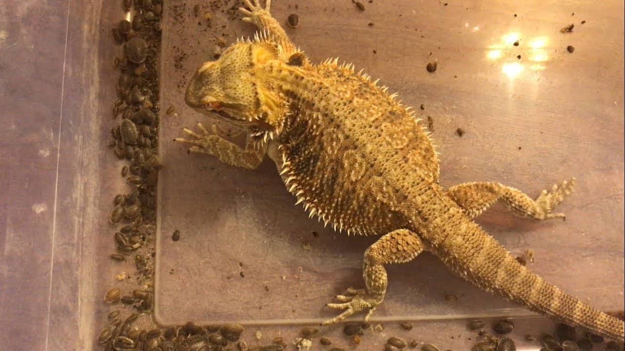 How To Feed Dubia Roaches Safely