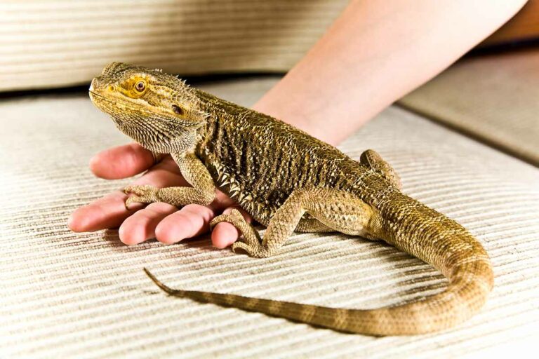 How to Treat Bearded Dragon Tail Rot From Home