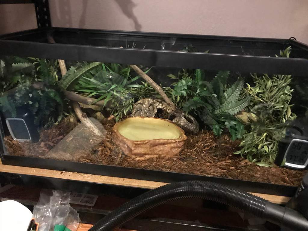 Ideal Temp And Humidity For Ball Python
