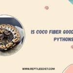 Is Coco Fiber Good For Ball Pythons