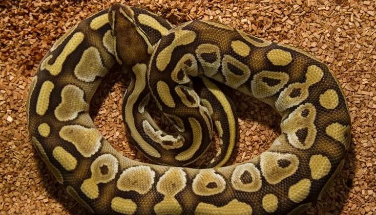 Is Reptisoil Good for Ball Pythons