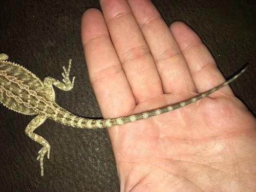 Not Sure If This Is Tail Rot?