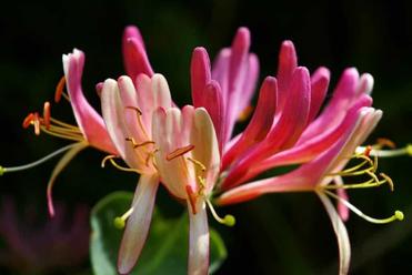 What Flowers And Greens Are Safer Alternatives?