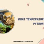 What Temperature For Ball Python​